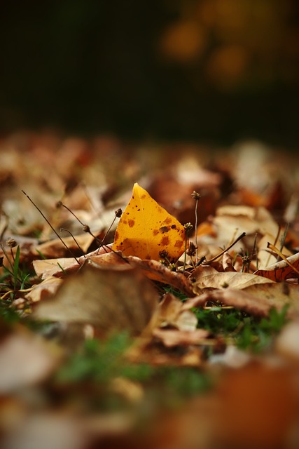 他作为狼队 他作为狼队